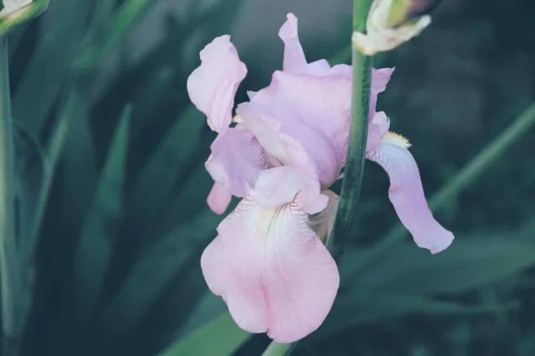 Anxiety Medication Update