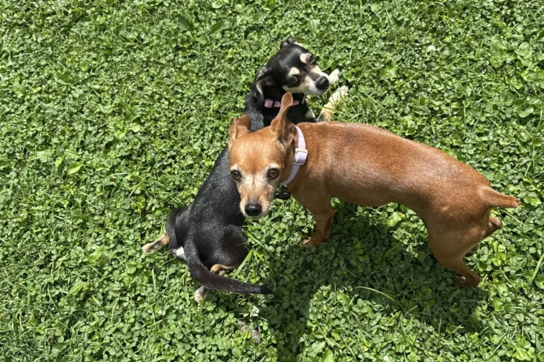 2025 Summer Staycation