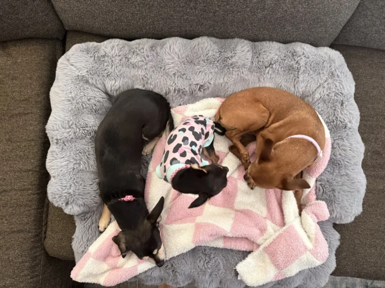 How My Dogs Help Me Breathe: Finding Calm in the Chaos 🐾