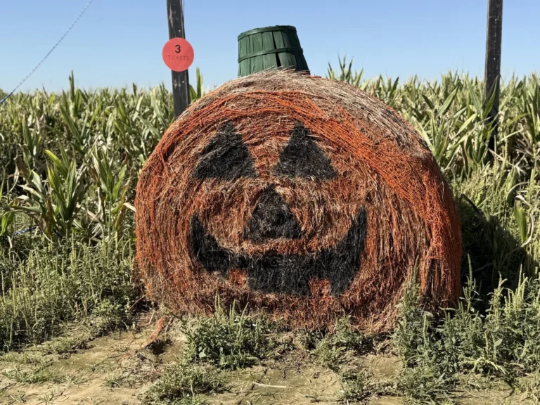 A Perfect Day at Fall Vendor Fairs