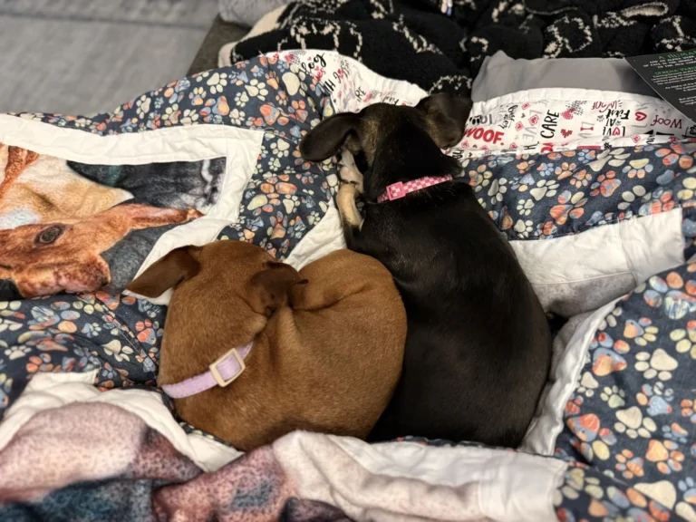 How Their Cuddles Help Ease My Grief