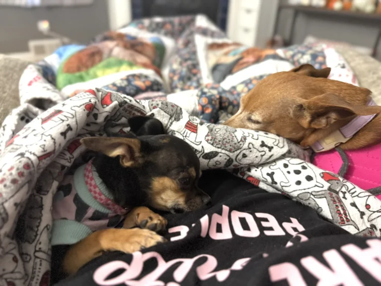 How Being Away from My Dogs Makes My Anxiety Worse