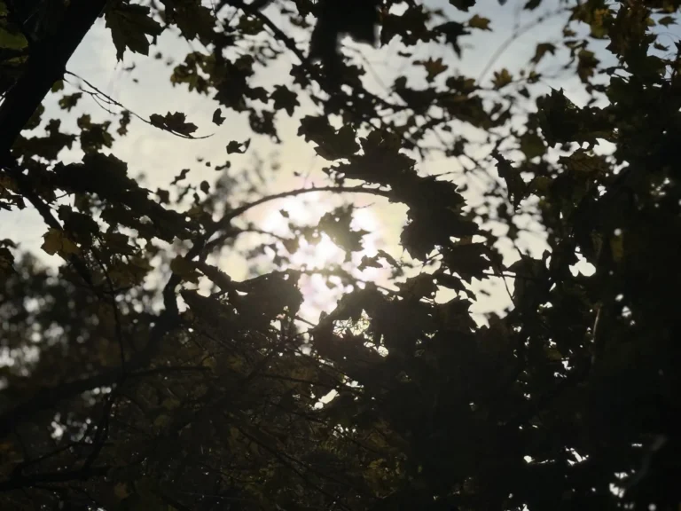 Social Media Makes It Easy to Be Cruel